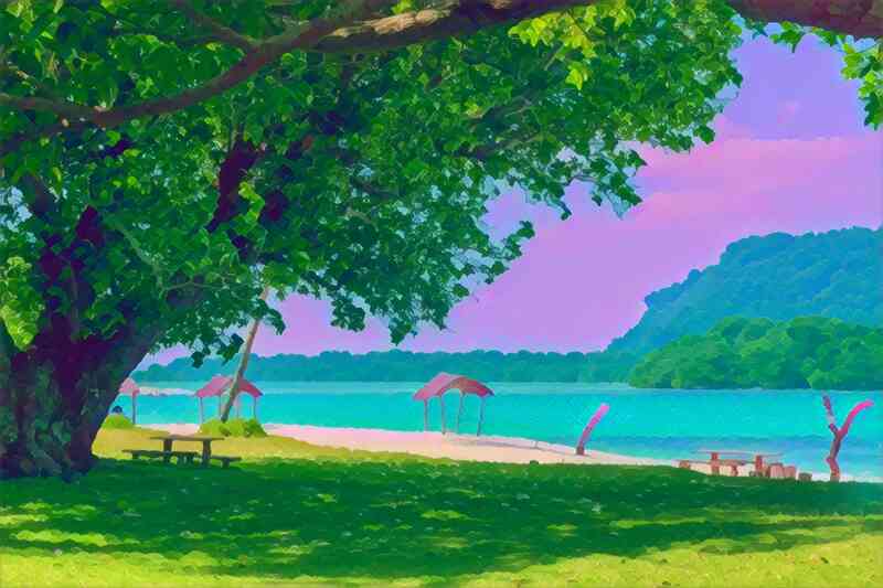 tree 19 800