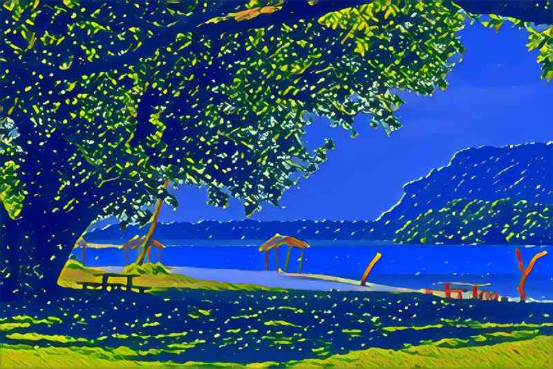 tree 24 800