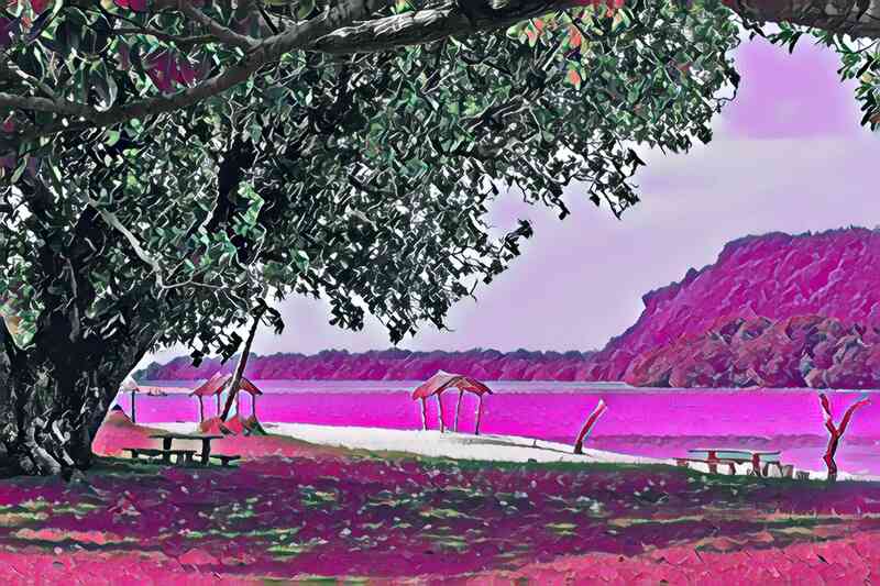 tree 70 800